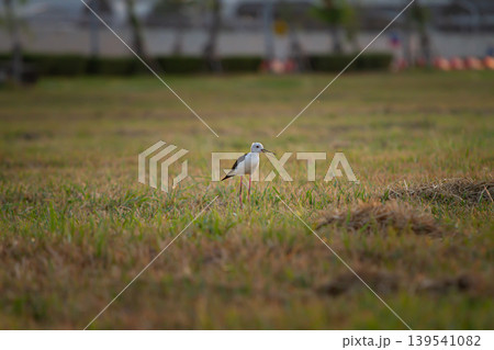 Black and white marsh bird with open beak standing in soft evening grassland near blurred urban scenery, perfect for wildlife and environmental concepts. 139541082