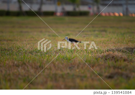 Elegant wetland bird with slender pink legs crossing a grassy field in warm evening light with soft urban blur, ideal for wildlife and outdoor themes. Elegant wetland bird with slender pink legs crossing a grassy field in warm evening light with soft urban blur, ideal for wildlife and outdoor themes. 139541084