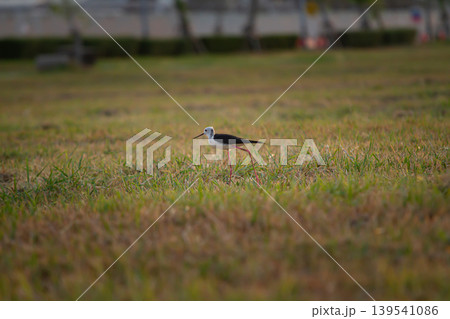 Black and white shorebird wandering across a quiet meadow with soft urban blur and warm evening atmosphere, ideal for wildlife and natural habitat themes. Black and white shorebird wandering across a quiet meadow with soft urban blur and warm evening atmosphere, ideal for wildlife and natural habitat themes. 139541086