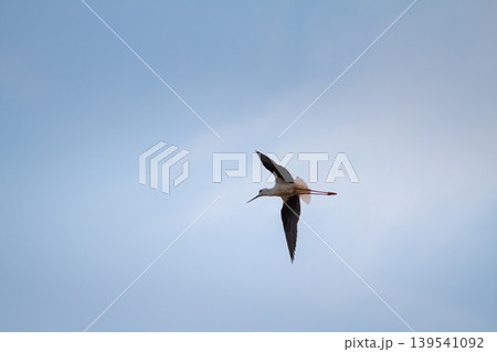 Elegant black winged stilt captured in midair against a soft blue sky, showcasing graceful wingspan and minimal natural composition with spacious copy space. 139541092