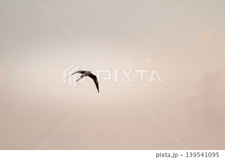 Delicate black winged stilt in smooth flight beneath a warm pastel sky, highlighting elegant motion, airy composition, and peaceful wildlife atmosphere at twilight. Delicate black winged stilt in smooth flight beneath a warm pastel sky, highlighting elegant motion, airy composition, and peaceful wildlife atmosphere at twilight. 139541095