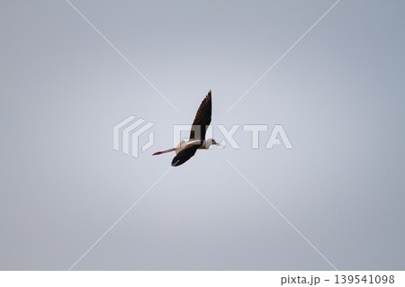 Black winged stilt captured midair against a smooth blue sky, highlighting elegant wings, long legs, and natural freedom in a peaceful outdoor scene. Black winged stilt captured midair against a smooth blue sky, highlighting elegant wings, long legs, and natural freedom in a peaceful outdoor scene. 139541098