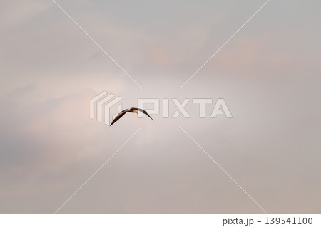 Black winged stilt soaring smoothly beneath pastel evening clouds, creating a tranquil wildlife scene with gentle light and open atmospheric space. Black winged stilt soaring smoothly beneath pastel evening clouds, creating a tranquil wildlife scene with gentle light and open atmospheric space. 139541100