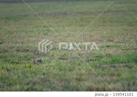 Solitary black winged stilt resting in an open grassy field with soft natural tones, capturing a peaceful countryside wildlife atmosphere. 139541101
