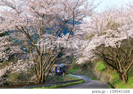 満開の桜が咲き誇る踏切を通過する関西本線の気動車を坂道の上から見下ろす 139541108
