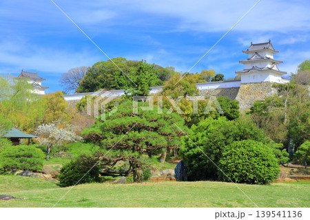 【兵庫県】桜が満開の明石城（坤櫓と巽櫓） 139541136