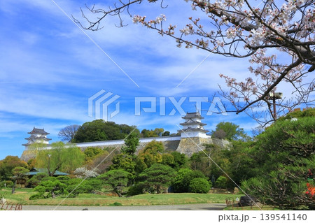 【兵庫県】桜が満開の明石城（坤櫓と巽櫓） 139541140