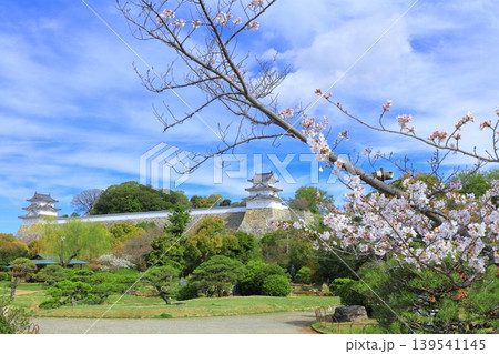 【兵庫県】桜が満開の明石城(坤櫓と巽櫓) 【兵庫県】桜が満開の明石城(坤櫓と巽櫓) 139541145