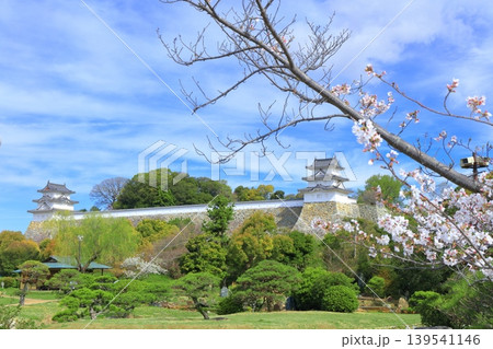 【兵庫県】桜が満開の明石城（坤櫓と巽櫓） 139541146