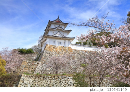 【兵庫県】桜が満開の明石城（坤櫓） 139541149
