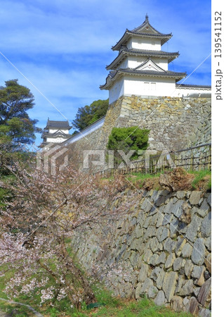 【兵庫県】桜が満開の明石城（巽櫓） 139541152