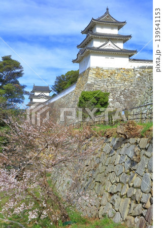 【兵庫県】桜が満開の明石城（巽櫓） 139541153