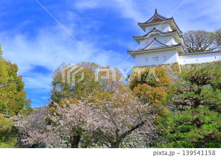【兵庫県】桜が満開の明石城(坤櫓) 【兵庫県】桜が満開の明石城(坤櫓) 139541158