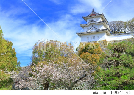 【兵庫県】桜が満開の明石城(坤櫓) 【兵庫県】桜が満開の明石城(坤櫓) 139541160