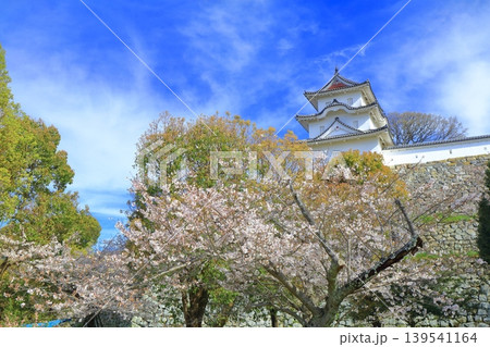 【兵庫県】桜が満開の明石城（坤櫓） 139541164