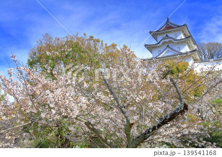 【兵庫県】桜が満開の明石城(坤櫓) 【兵庫県】桜が満開の明石城(坤櫓) 139541168