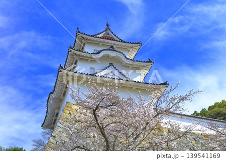 【兵庫県】桜が満開の明石城（坤櫓） 139541169