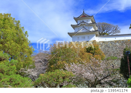 【兵庫県】桜が満開の明石城（坤櫓） 139541174