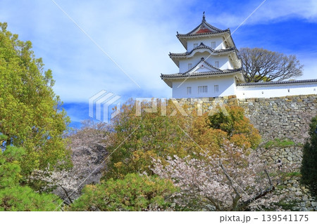 【兵庫県】桜が満開の明石城（坤櫓） 139541175