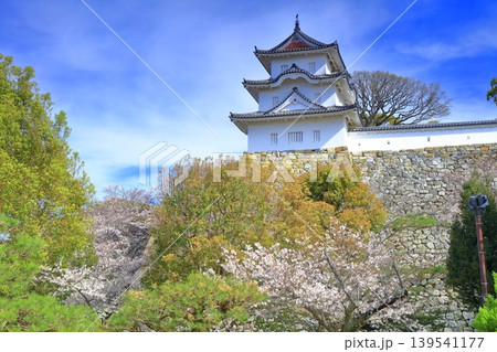 【兵庫県】桜が満開の明石城（坤櫓） 139541177
