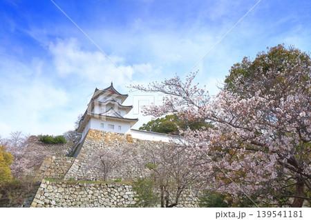 【兵庫県】桜が満開の明石城(坤櫓) 【兵庫県】桜が満開の明石城(坤櫓) 139541181