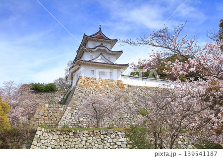 【兵庫県】桜が満開の明石城(坤櫓) 【兵庫県】桜が満開の明石城(坤櫓) 139541187