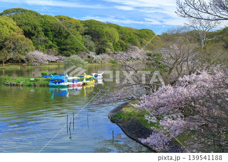 【兵庫県】桜が満開の明石公園（剛の池） 139541188
