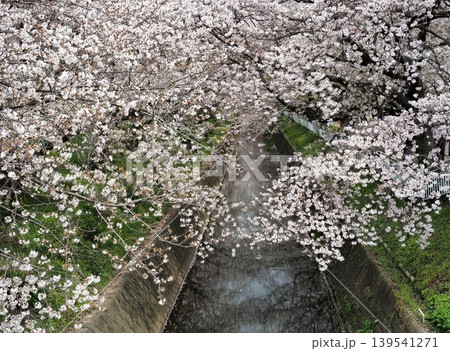 小川を覆うように咲く満開の桜 139541271