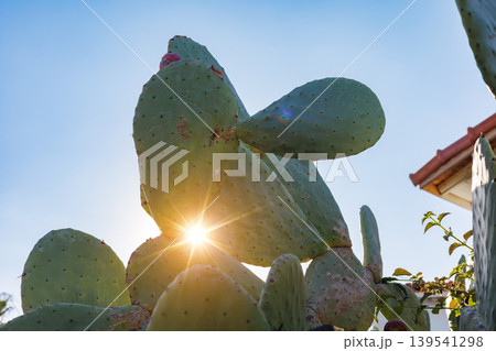 Sunlit prickly pear cactus at sunset Sunlit prickly pear cactus at sunset 139541298