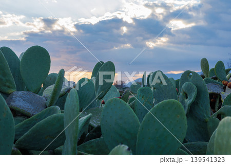 Prickly pear cactus under a cloudy sunset sky 139541323