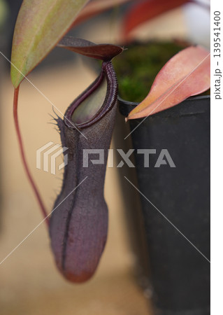 Dark purple Nepenthes pitcher hanging beside pot tropical carnivorous vine Closeup Dark purple Nepenthes pitcher hanging beside pot tropical carnivorous vine Closeup 139541400