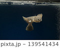 カレイ イシガレイ 海水魚 泳ぐカレイ カレイ イシガレイ 海水魚 泳ぐカレイ 139541434
