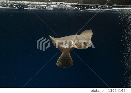 カレイ イシガレイ 海水魚 泳ぐカレイ カレイ イシガレイ 海水魚 泳ぐカレイ 139541434