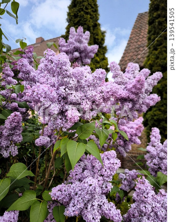 Lush branches of lilac against the trunk of a large plane tree. Lush branches of lilac against the trunk of a large plane tree. 139541505