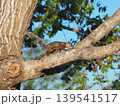 忙しそうなヒメハイイロリス　コスタリカにて 139541517