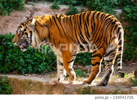 Great tiger in the nature habitat Great tiger in the nature habitat 139541726