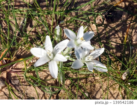 White flowers of the Star of Bethlehem (Ornithogalum umbellatum) White flowers of the Star of Bethlehem (Ornithogalum umbellatum) 139542186