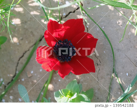 Spring bloom of anemones (Anemone coronaria) in the Negev 139542188