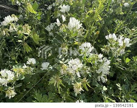 Spring blossom Arabian Fenugreek (Trigonella arabica) Spring blossom Arabian Fenugreek (Trigonella arabica) 139542191