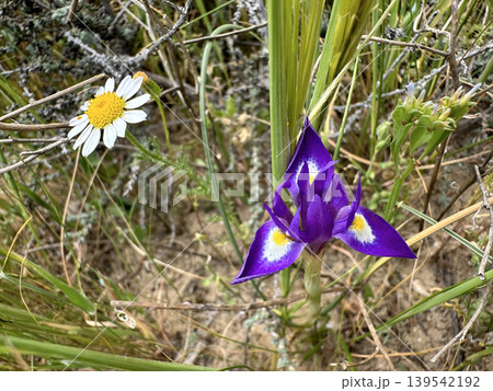 Morea Barbary nut (lat. Moraea sisyrinchium) in the desert 139542192