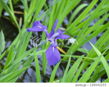 凛と咲く、紫のカキツバタ 凛と咲く、紫のカキツバタ 139542255