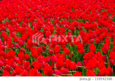 春の花壇に咲く色とりどりのチューリップ 春の花壇に咲く色とりどりのチューリップ 139542386