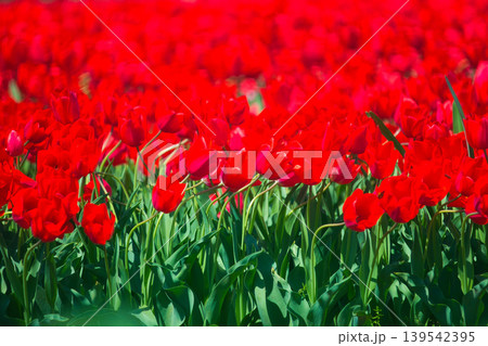 春の花壇に咲く色とりどりのチューリップ 139542395