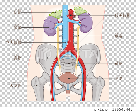 腎臟、輸尿管、膀胱和骨盆腔示意圖 139542446