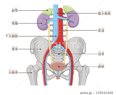 腎臓、尿管、膀胱、骨盤のイラスト Kidney illustration 腎臓、尿管、膀胱、骨盤のイラスト Kidney illustration 139542448