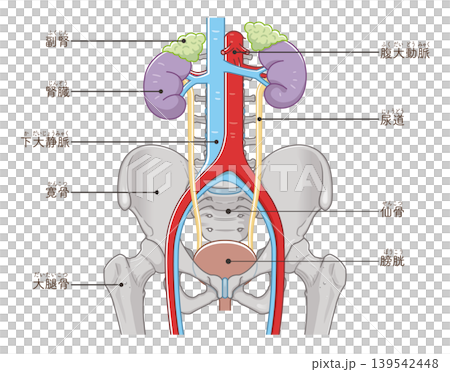 Kidney, ureter, bladder, and pelvis illustration Kidney, ureter, bladder, and pelvis illustration 139542448