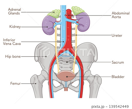 腎臓、尿管、膀胱、骨盤のイラスト Kidney illustration 139542449