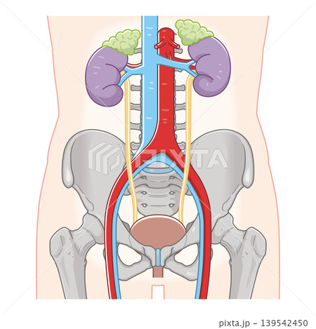 腎臓、尿管、膀胱、骨盤のイラスト Kidney illustration 腎臓、尿管、膀胱、骨盤のイラスト Kidney illustration 139542450