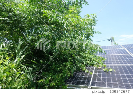 木に覆われ影響を受けた太陽光パネル 木に覆われ影響を受けた太陽光パネル 139542677
