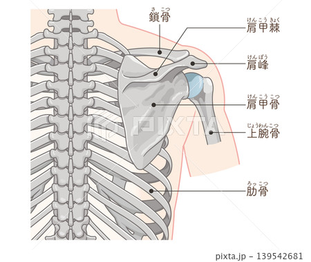 背中側の肩関節 Shoulder joint on the back 背中側の肩関節 Shoulder joint on the back 139542681